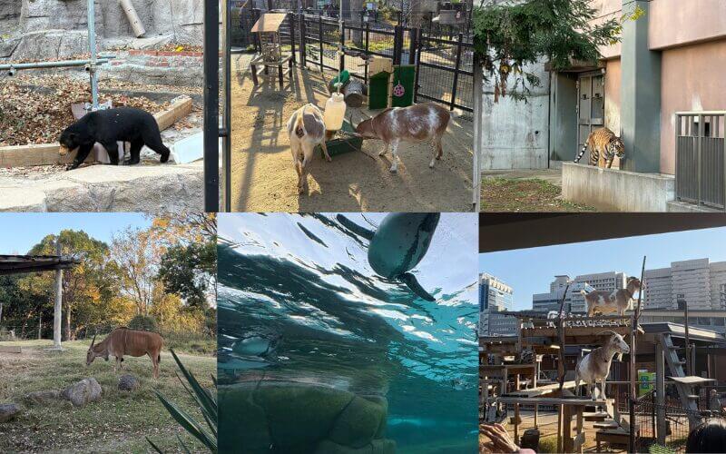 天王寺動物園のカバ。ガラス越しに間近で見られる水中展示