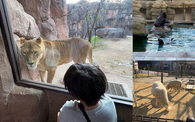 天王寺動物園へのお出かけ。パパと次男の2人きり特別デー