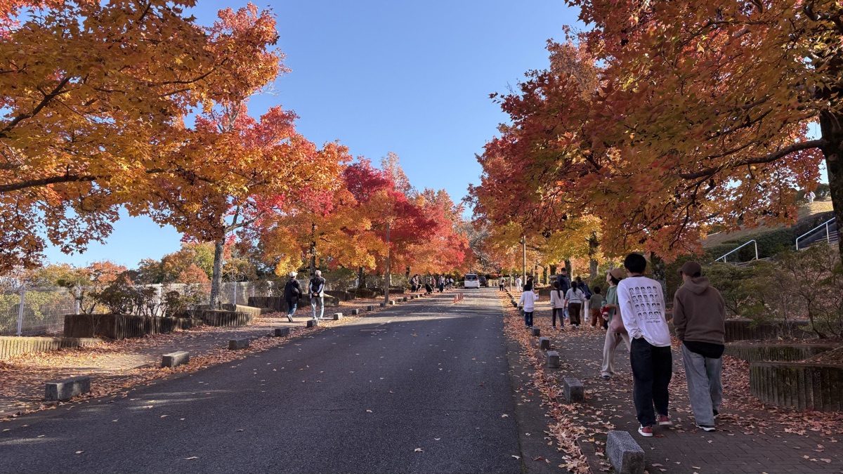 生駒山麓公園の紅葉並木道
